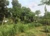 Bán 1 lô đất Hoa Hậu Nghỉ Dưỡng tuyệt vời tại Phú Mãn - Quốc Oai