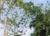 Nhà vườn, nghỉ dưỡng 1800m2 tại Quốc Oai, thế đất bằng phẳng có 2 mặt đường với giá chưa đến 2tr/m2. LH 0388388586