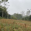 Chính chủ cần bán gấp lô đất 720m2 tại Thôn Vô Khuy,Cẩm Lĩnh,Ba Vì,Hà Nội.LH Thu Hương:0975349726