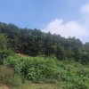 Cực đẹp lô đất vuông vắn  2444m đất thổ cư tại Yên Bình - Thạch Thất - Gía rẻ nhất khu vực