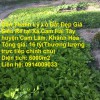 Cần Thanh Lý Lô Đất Đẹp Giá Siêu Rẻ tại Xã Cam Hải Tây huyện Cam Lâm, Khánh Hòa